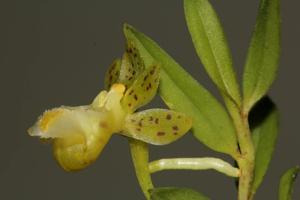 Gastrochilus formosanus