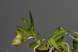 Gastrochilus formosanus