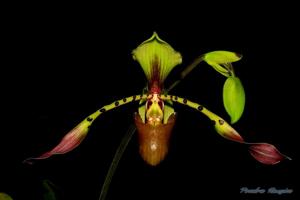 Paphiopedilum lowii