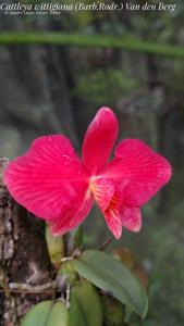 Cattleya wittigiana