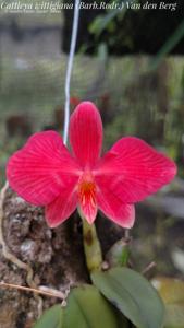 Cattleya wittigiana