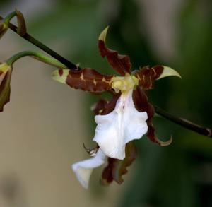 Miltonia cuneata