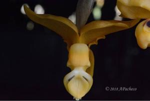 Stanhopea stevensonii