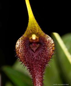 Masdevallia bennettii