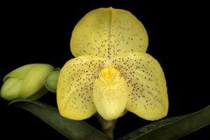 Paphiopedilum concolor