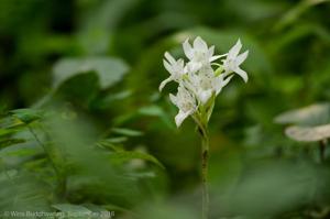 Pecteilis hawkesiana