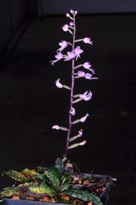 Stenoglottis fimbriata