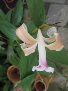 Sobralia atropubescens