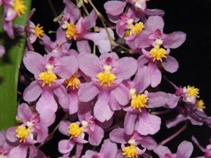 Oncidium sotoanum