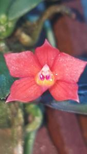 Cattleya alagoensis