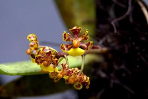 Trichocentrum nanum