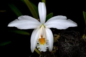 Cattleya jongheana