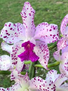 Cattleya amethystoglossa