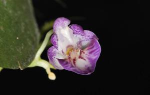 Phalaenopsis appendiculata