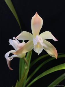 Cymbidium eburneum