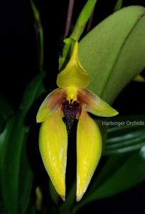 Bulbophyllum amplebracteatum subsp. carunculatum