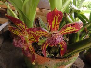 Galeottia negrensis