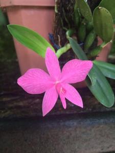 Cattleya wittigiana