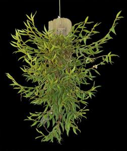 Trichotosia pulvinata