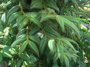 Trichotosia pulvinata