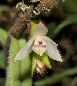 Trichotosia pulvinata