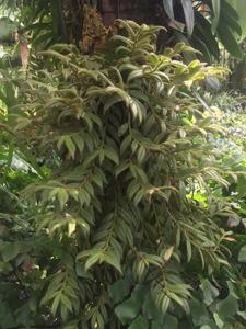 Trichotosia pulvinata