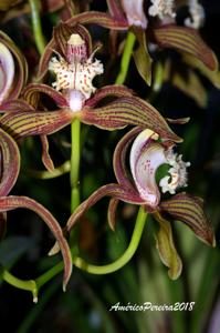 Cymbidium tracyanum