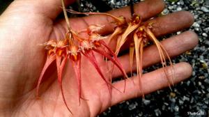 Bulbophyllum sanguineopunctatum