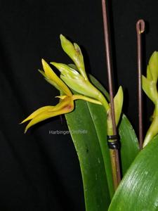 Bulbophyllum amplebracteatum subsp. carunculatum