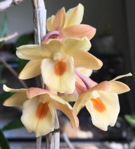 Dendrobium sanguinolentum