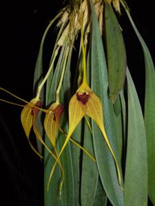 Masdevallia caesia