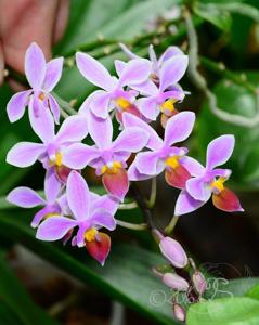 Phalaenopsis equestris