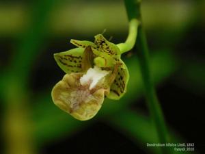 Dendrobium bifalce