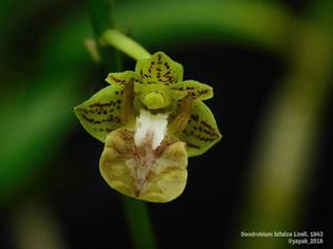 Dendrobium bifalce