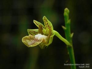 Dendrobium bifalce