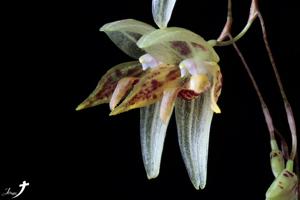 Stelis janetiae