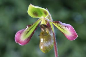 Paphiopedilum hookerae var. volonteanum