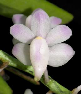 Aerides odorata