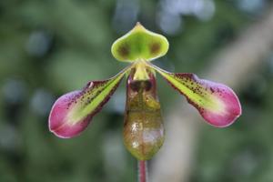 Paphiopedilum hookerae var. volonteanum