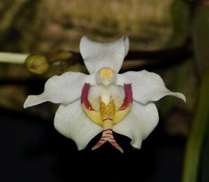 Paraphalaenopsis serpentilingua