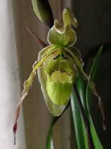 Phragmipedium richteri