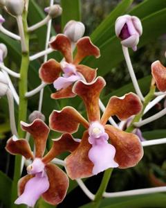 Vanda perplexa