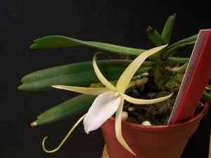 Angraecum elephantinum