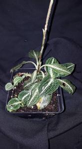 Goodyera pubescens