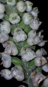 Goodyera pubescens