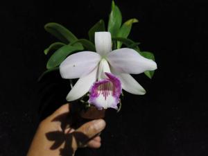 Cattleya bicalhoi