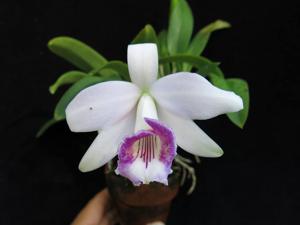 Cattleya bicalhoi