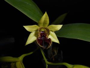 Dendrobium convolutum