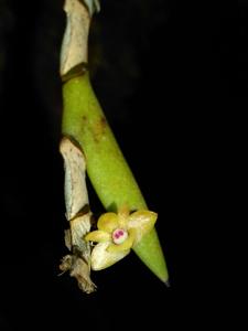 Dendrobium korthalsii