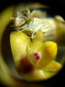 Dendrobium korthalsii